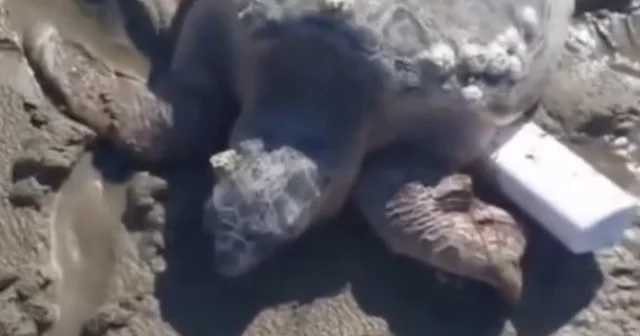 Gökçeada da kıyıya vuran caretta caretta vatandaşların yardımıyla denizle buluştu Çanakkale Haberleri