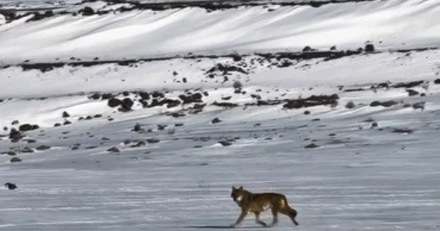 Kars ta hareket halindeki aracı takip eden kurt kameraya yansıdı Kars Haberleri