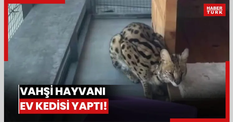Vahşi hayvanı ev kedisi yaptı!