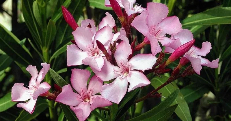 Dünyanın en tehlikeli bitkisi: Güzelliğine sakın aldanmayın Sözcü Gazetesi