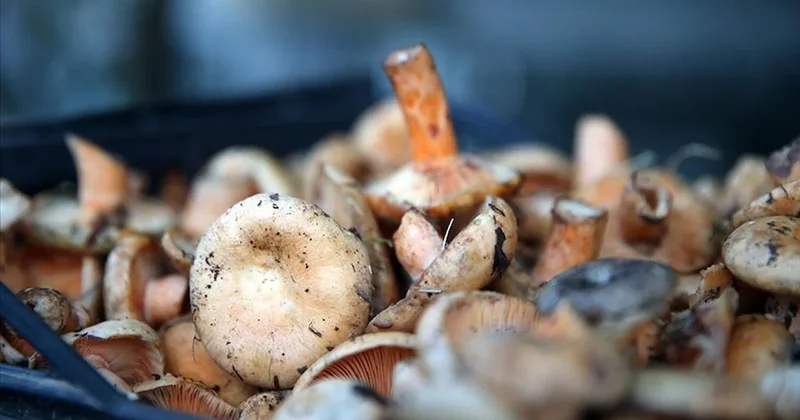Görünüşü masum ama sonu felaket: Kontrolden çıktı, durdurulamıyor Sözcü Gazetesi