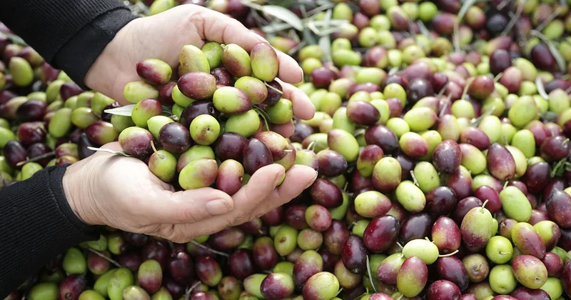 Milas Çekişke zeytinine AB tescili yolda