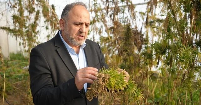 Kenevirden kauçuk, krem ve biyomalzeme: OMÜ den çok yönlü kenevir çalışmaları Samsun Haberleri