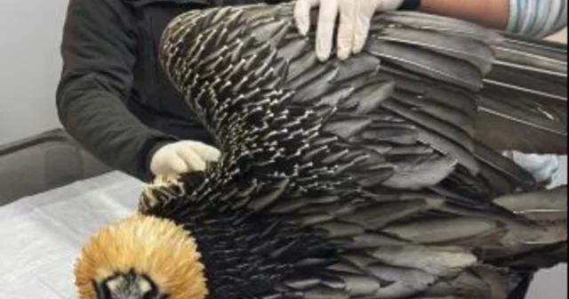 Artvin de sakallı akbaba tedavisinin ardından yeniden doğaya salındı Artvin Haberleri