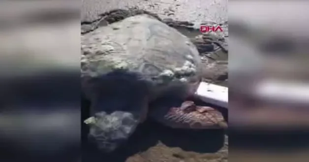 Çanakkale de sahilde hareketsiz bulunan caretta carettalar hayata tekrar tutundu