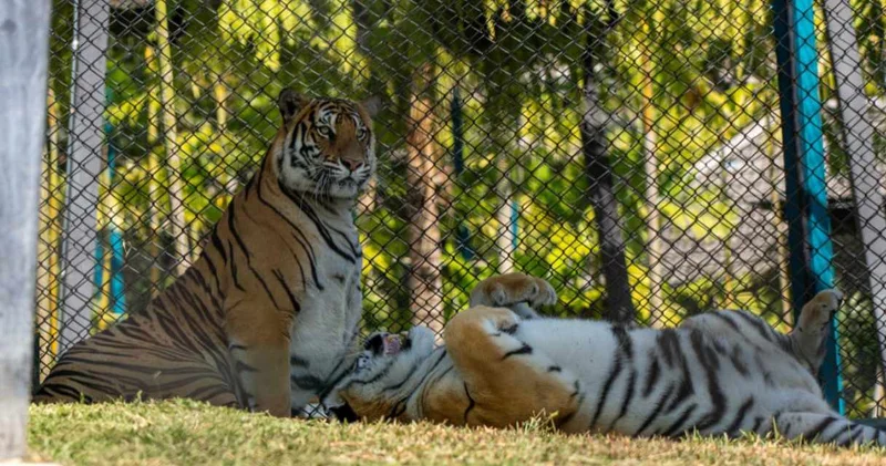 Turistlerin akın ettiği parkta 72 kaplan birden öldü