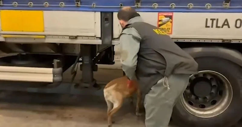 75 ilde narkotik operasyonu: 958 kilo uyuşturucu ele geçirildi