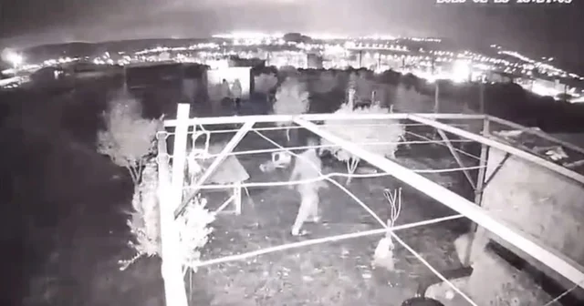 Osmaniye de hobi bahçesine giren hırsızlar 25 güvercini çaldı Osmaniye Haberleri