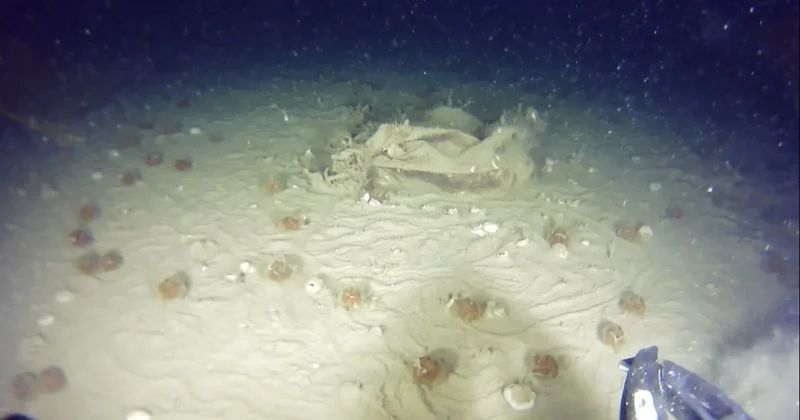 THY nin 51 yıl önce düşen uçağının enkazından yeni parçalar bulundu Sözcü Gazetesi