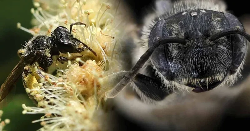 1904 ten beri kayıptı: Ölümcül mantar kurbanı arı 120 yıl sonra geri döndü Sözcü Gazetesi