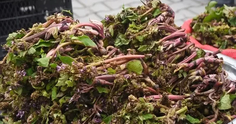 Savaşa giden askerler kullanırmış! Faydaları saymakla bitmiyor