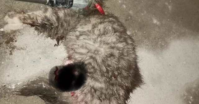 Ayvacık ta otomobilde sıkışan kedi kurtarıldı Çanakkale Haberleri