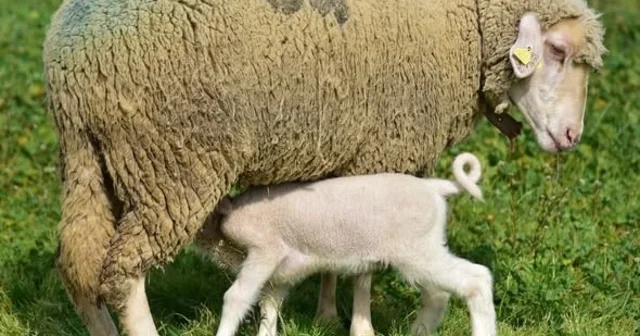 Üniversitenin yavru kuzuları anaları ile buluştu Balıkesir Haberleri