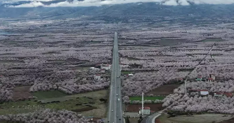Dünya kayısı başkenti Malatya beyaz gelinliğini giydi