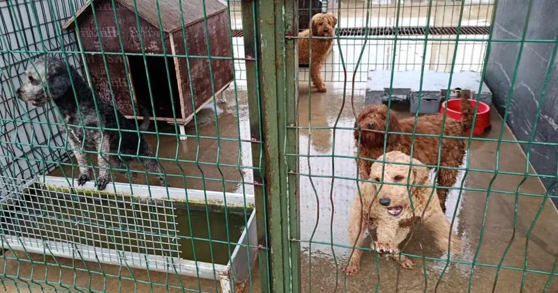 Edirne’de kaçak köpek çiftliğine operasyon: 88 Poodle kurtarıldı