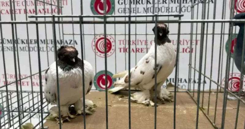 Sınırda kaçak hayvan operasyonu: Minibüsten 2 alpaka ve onlarca kuş çıktı