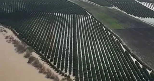 Adana da tarım arazileri su altında kaldı; Üreticiler yeniden ekim yapacak Adana Haberleri