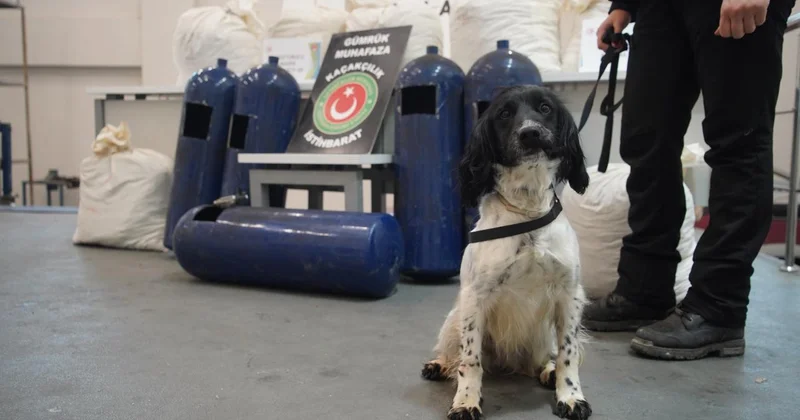 Hassas burunlar gizlenen uyuşturucuları buldu