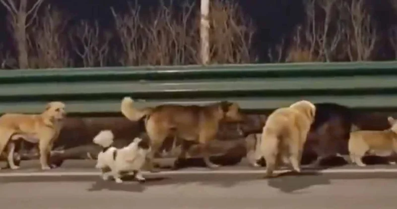 7 köpek birlik olup hırsızlardan kaçtı: Dünya bu olayı konuşuyor