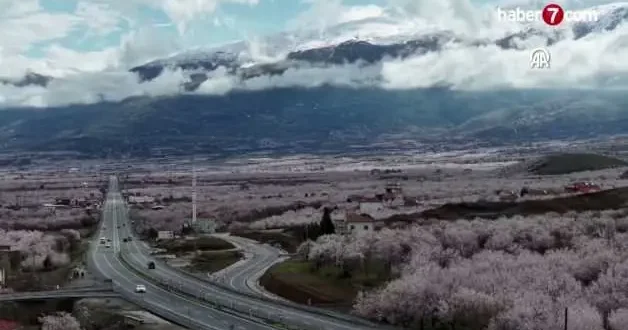 Malatya da kayısı ağaçları, bembeyaz çiçekleriyle adeta gelin gibi süslendi