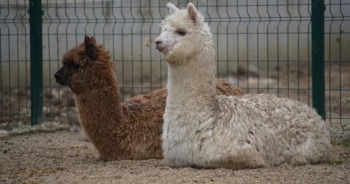 İpsala Sınır Kapısı nda minibüste ele geçirildi: 2 alpaka, 58 cins güvercin ve 9 cins tavuk... Sürücü gözaltında