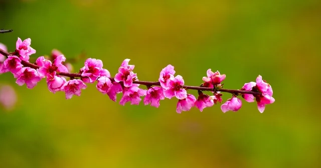 İznik Ovası nda bahar şöleni : Şeftali bahçeleri kartpostallık görüntüler oluşturdu Bursa Haberleri