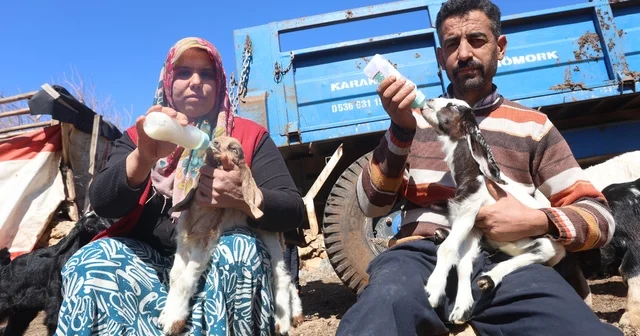 Akaryakıt karıştığı iddia edilen yağmur suyu birikintisinden içerek telef olan küçükbaş hayvanların yavrularını biberonla yaşatmaya çalışıyorlar Hatay Haberleri