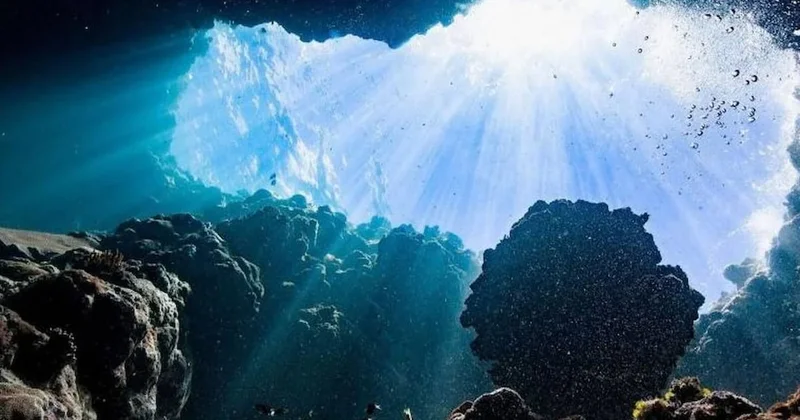 Beyni ve kemikleri yok: İşte dünyanın en uzun okyanus hayvanı Sözcü Gazetesi