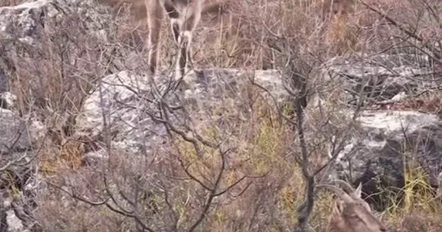 Sivas taki vahşi yaşam, Milli Parklar kamerasına yansıdı Sivas Haberleri