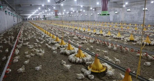 Devletten aldığı destekle ikinci çiftliğini açtı Devlet desteği olmasa hayal dahi edemezdik dedi, kazandığı parayla yeni çiftlik açtı Açtığı tavuk çiftliğinde, yıllık 360 ton tavuk üretimi gerçekleştiriyor Elazığ Haberleri