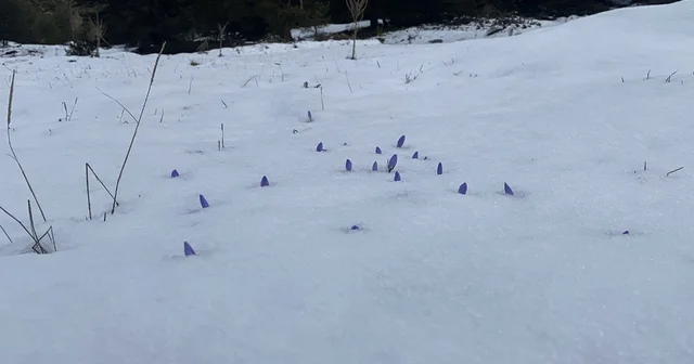 Bolu da açan çiğdemler kar altında kaldı Bolu Haberleri