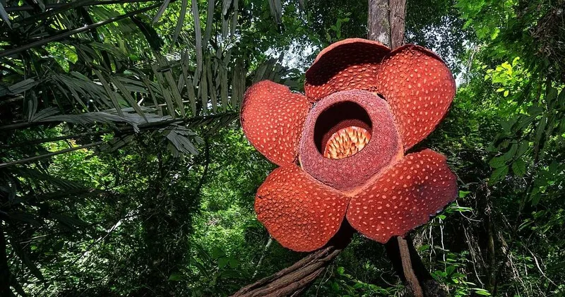 Boyu traktör tekerleği kadar: Bu çiçeği koklayan bin pişman oluyor