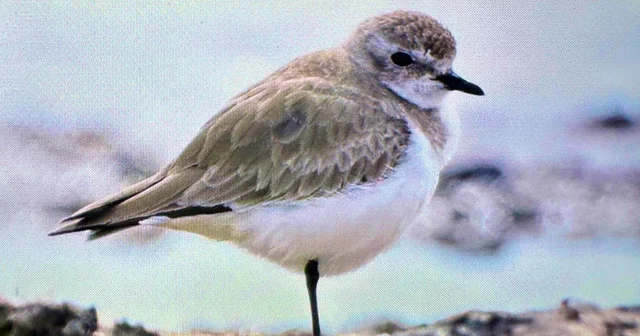 Antalya da renkli bahar göçü; 3 günde 103 tür Antalya Haberleri