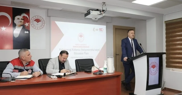 Trabzon da kahverengi kokarca ile mücadelede yol haritası belirlendi Trabzon Haberleri