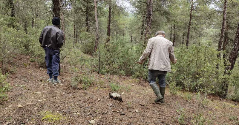 Doğada kendiliğinden yetişiyor günlerce arıyorlar! Görenler altın bulmuş gibi seviniyor