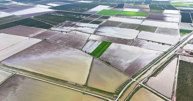 Çukurova yı yağmur vurdu: Tarım arazileri sular altında Aşırı yağmur, tarım arazilerini sular altında bıraktı Adana Haberleri