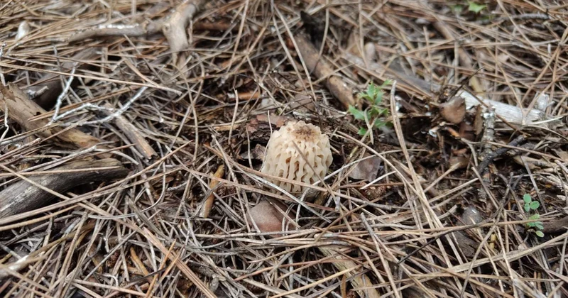 Günlerce dağlarda arıyorlar: 2 3 kilo bulan altın bulmuş gibi seviniyor Sözcü Gazetesi