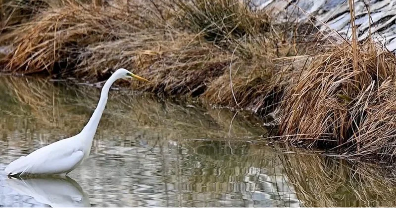 Erzincan’da büyük ak balıkçıl beslenirken görüntülendi