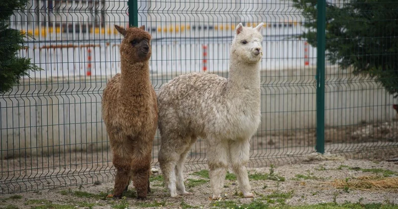 İpsala Sınır Kapısı nda aralarında alpakaların da olduğu cins hayvanlar ele geçirildi