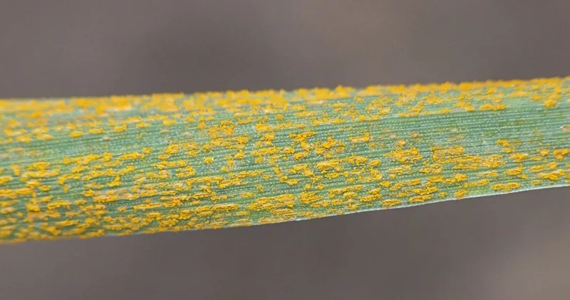 Çiftçinin korkulu rüyası geri döndü: Hasat çökertiyor