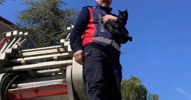 Ağaçta kalan kediyi itfaiye kurtardı Bilecik Haberleri