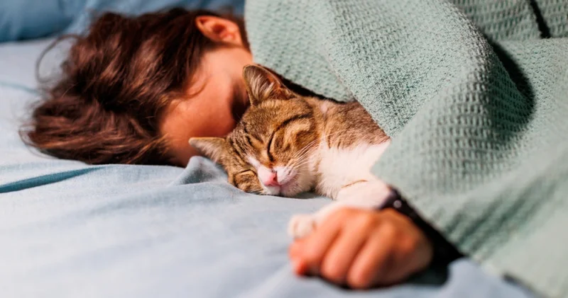 Araştırmalar ortaya çıkardı: Kediler üzgün olduğunuzu gerçekten fark ediyor