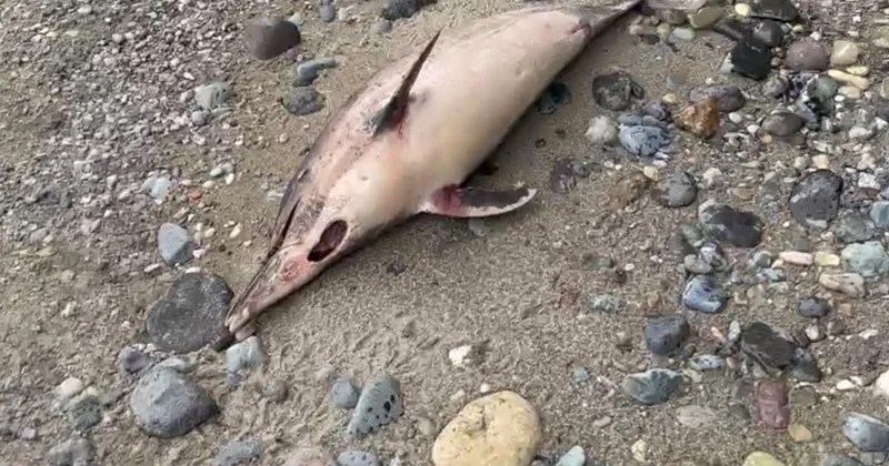 Trabzon da yunus balığı ölümleri