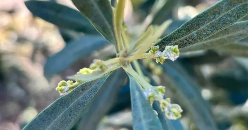 Salihli’de zeytin üreticilerine Zeytin Pamuklu Biti uyarısı