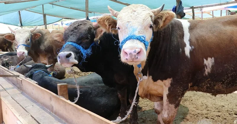 Resmi açıklama yapıldı: Trakya ya kurbanlık hayvan sokulmayacak Sözcü Gazetesi