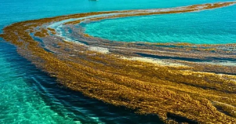 Dünyada kıyısı olmayan deniz hızla değişiyor Sözcü Gazetesi