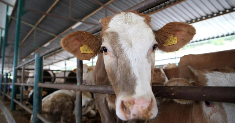 Kurban Tebliği Resmi Gazete de yayımlandı