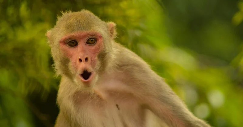 Axios: Hürmüz e giden gemide bulunan bir ABD askeri, Tayland molasında maymun saldırısına uğradı