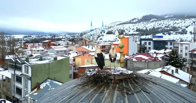 Tokat ın Başçiftlik ilçesine 25 yıl sonra dönen leylekler, nisan ayında kar altında kaldı Tokat Haberleri