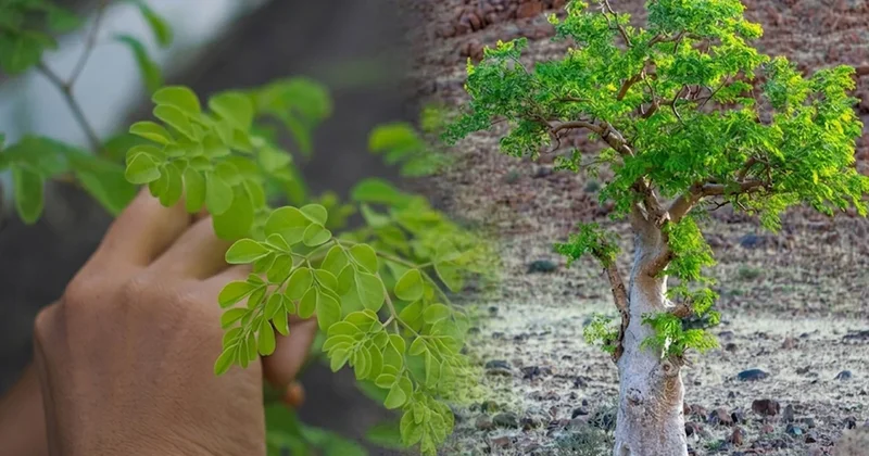 İçme suyunu arıtan mucizevi ağaç: Bütün insanlığı kurtaracak Sözcü Gazetesi
